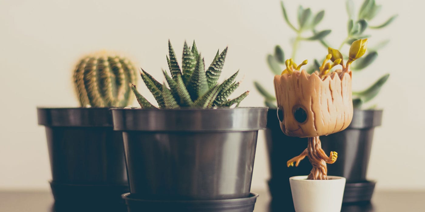 How to Plant a Succulent