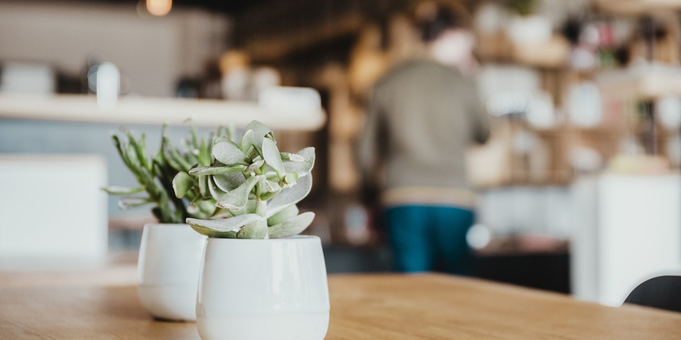 The 10 Best Succulents You Can Grow Indoors