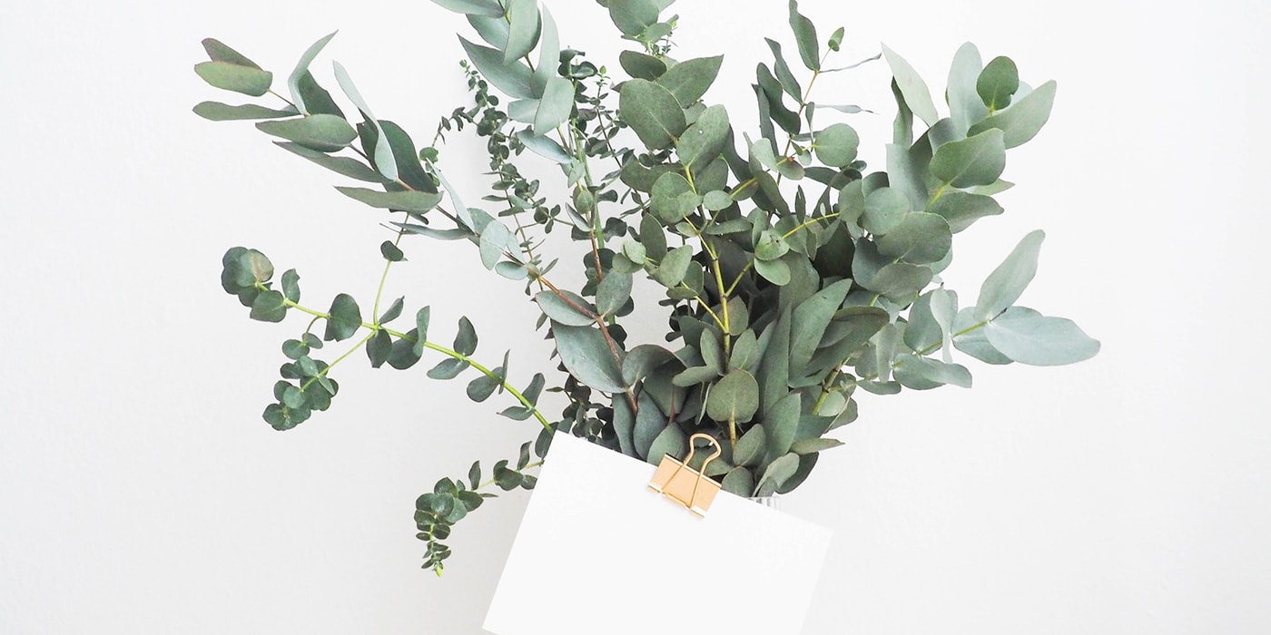 Our Picks: Low Light Plants