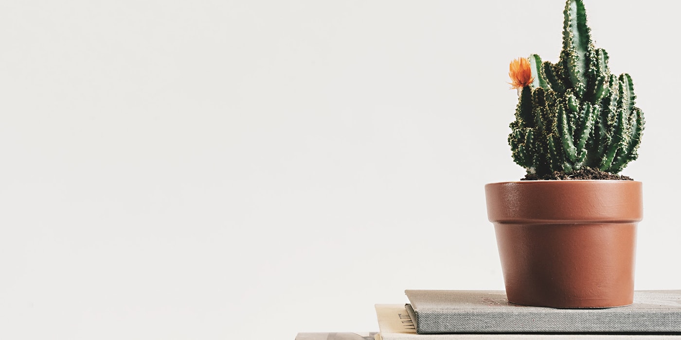 Succulant flower pot plant