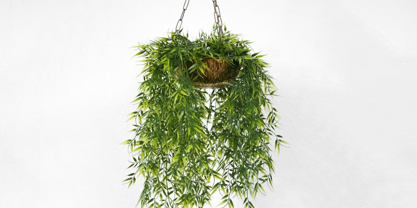 The Ultimate Low Light Plant