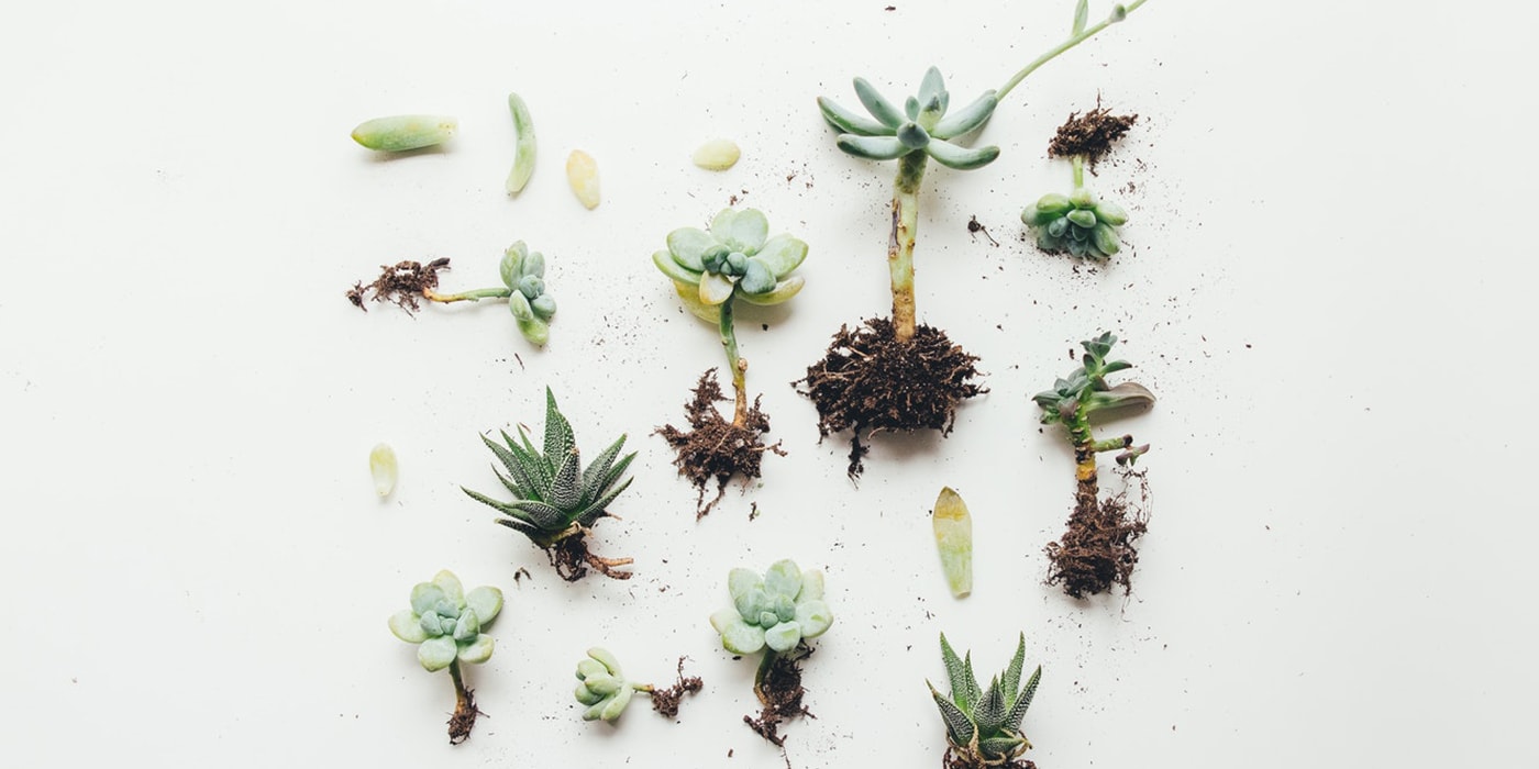 How to Grow Healthy Succulent Plants